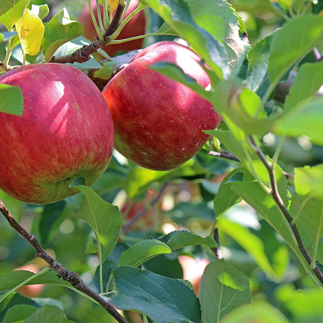 To røde epler på ei grein