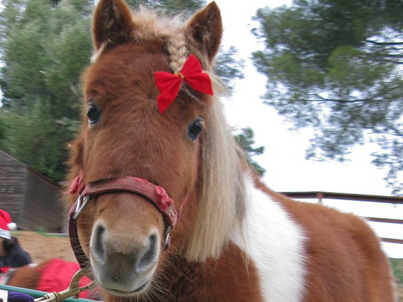 Ponny med rød sløyfe